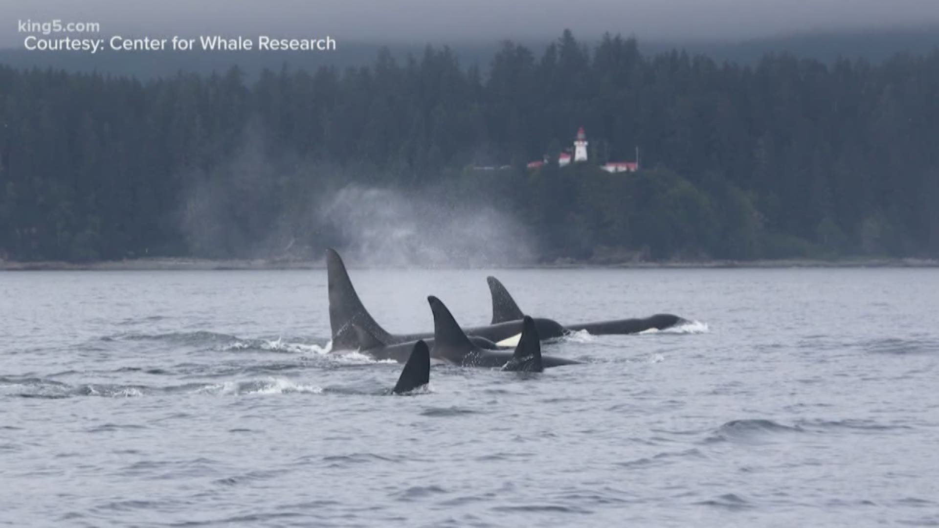 An orca who appeared to be struggling last year was missing during the latest encounter with his pod earlier in January. KING 5's Michael Crowe reports.