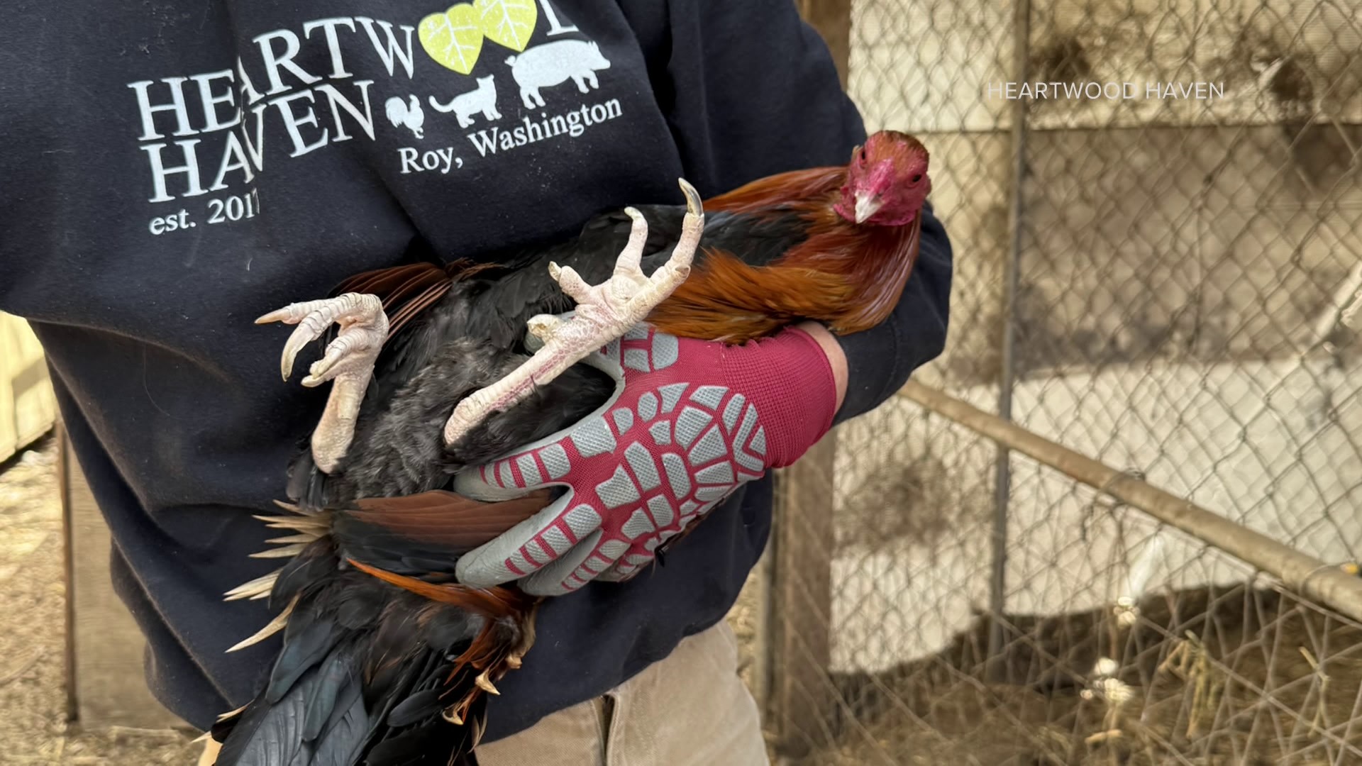 Heartwood Haven is asking for support after rescuing over 100 roosters from a cockfighting ring in Washington.