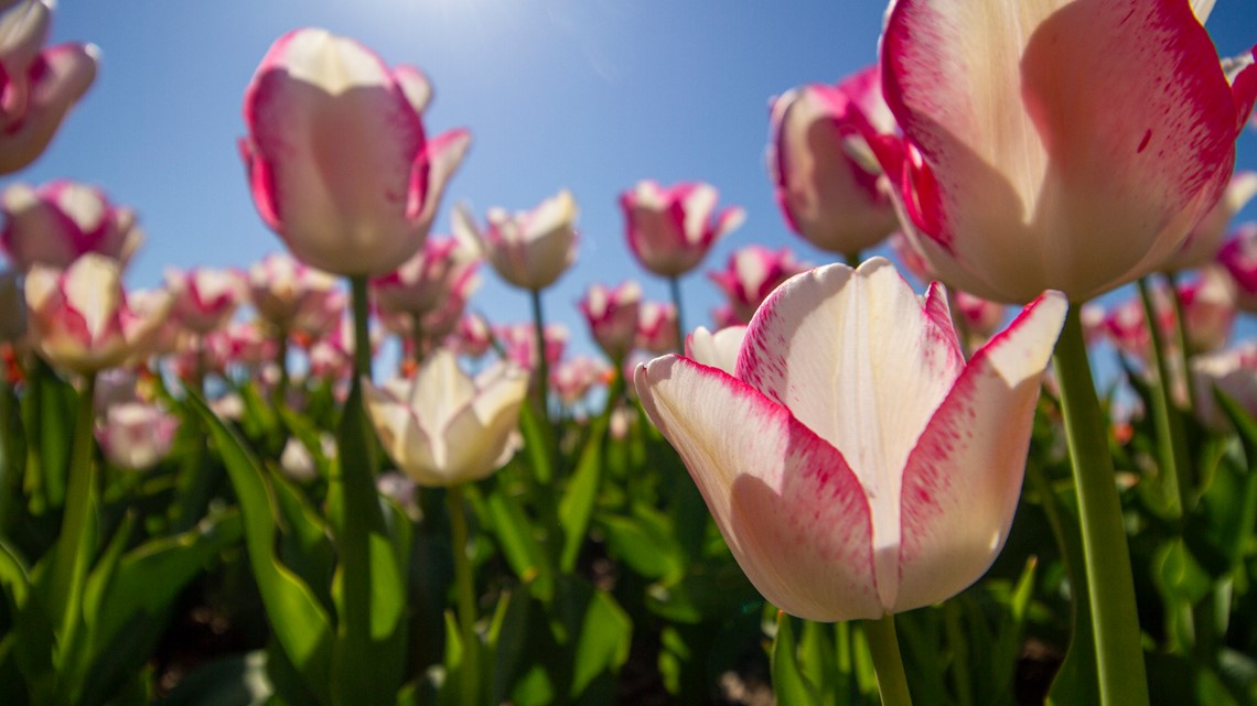 are dogs allowed at skagit tulip festival