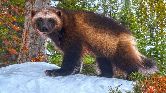 US moves to protect wolverines as climate change melts refuges | king5.com