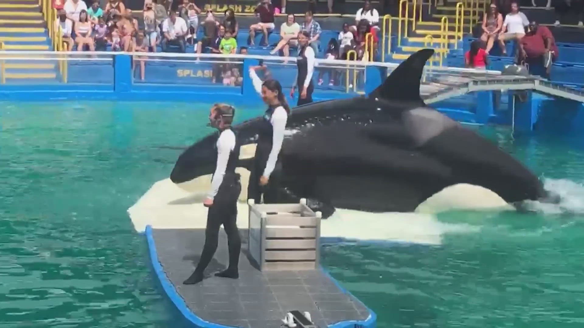 A group of Tokitae's former trainers as well as her former veterinarian at the Miami Seaquarium say release Tokitae back into the wild might kill her.