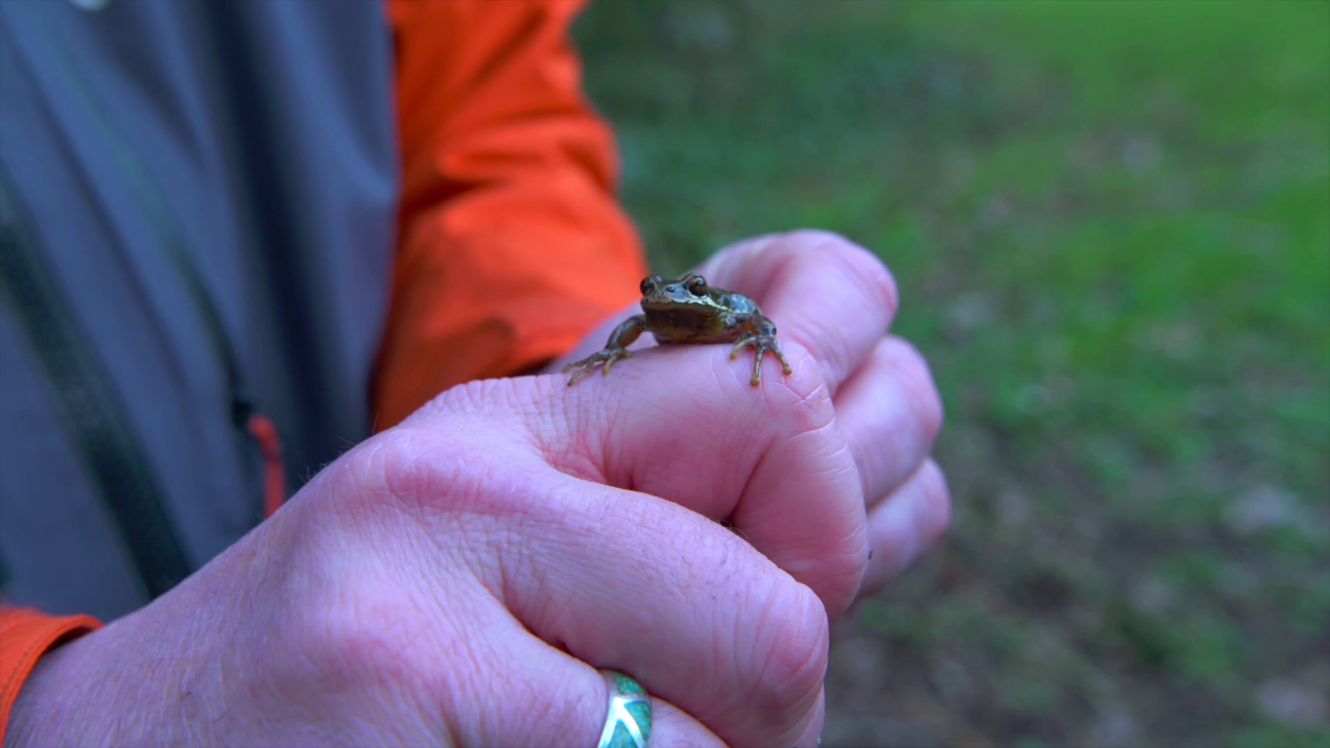 The Seattle college where tree frogs are part of campus life. #k5evening