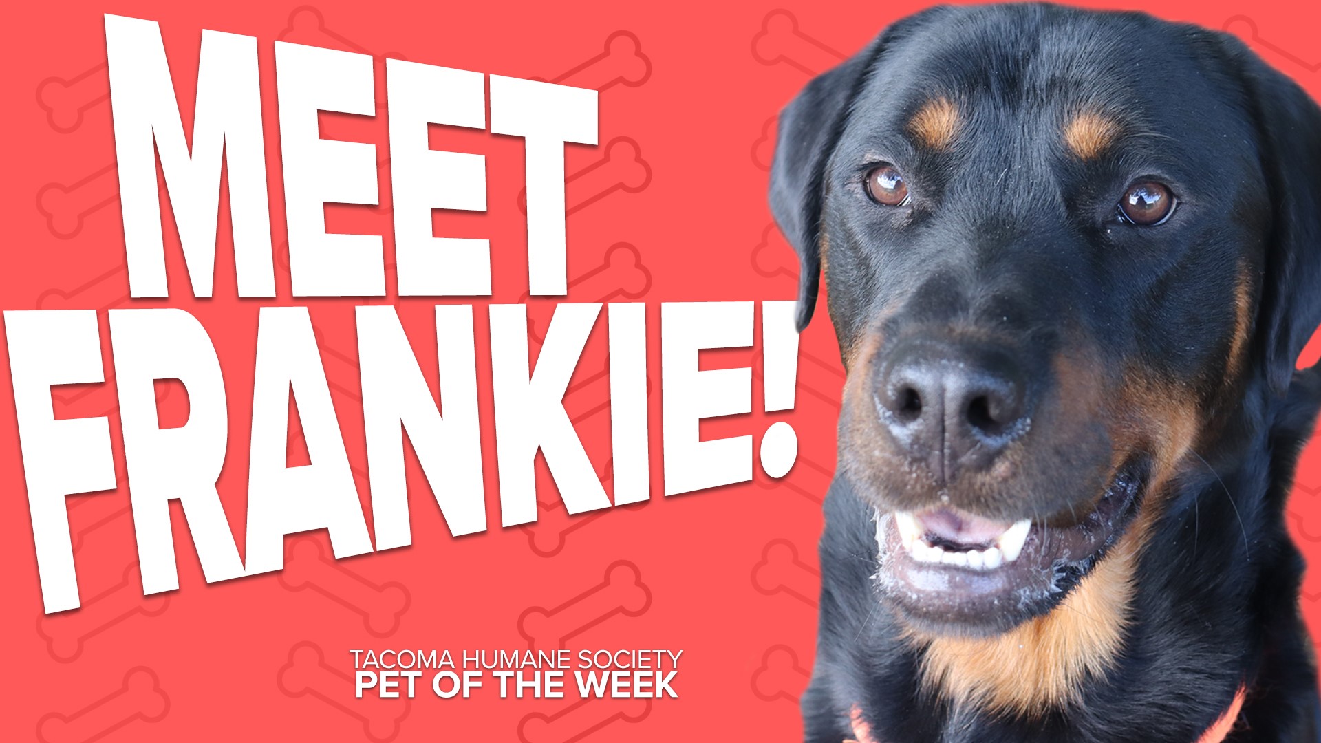 This week's featured adoptable pet of the week is Frankie!