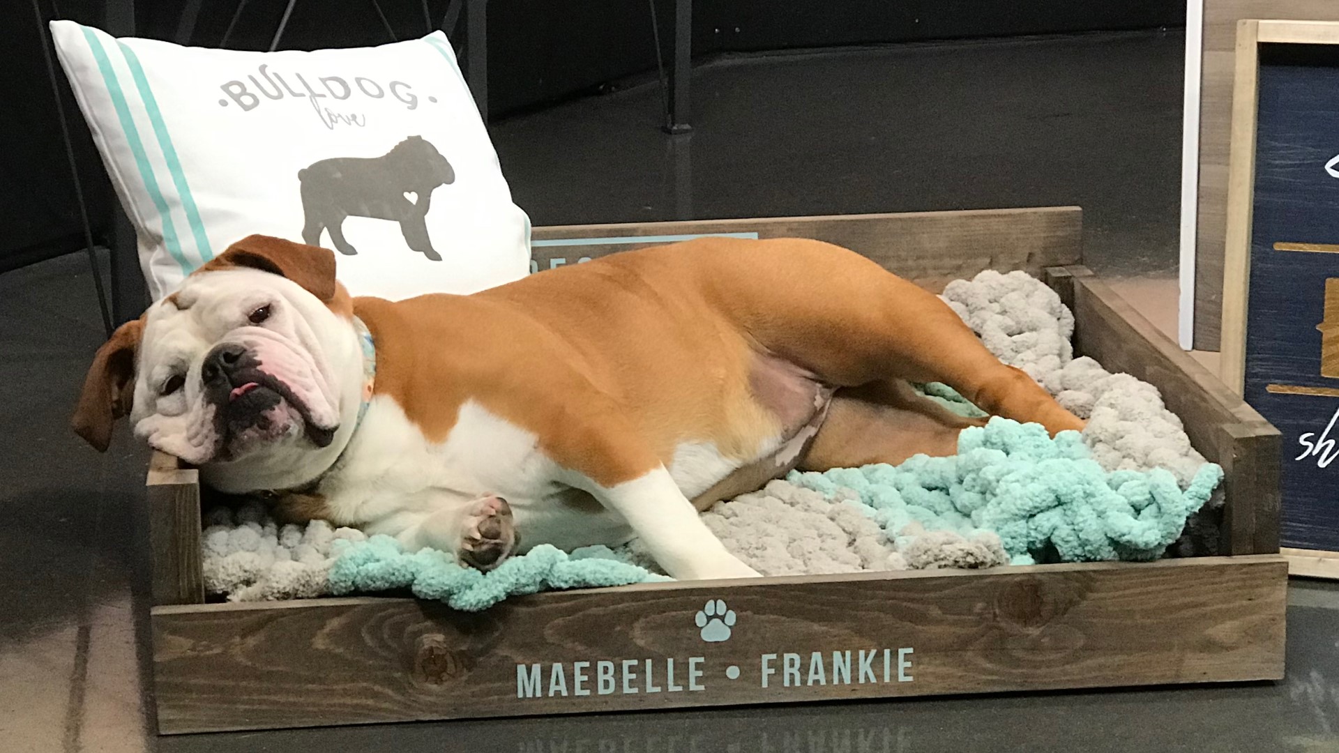 AR Workshop Seattle gives us an easy to follow step by step guide on how to make a dog bed with wood, paint, and a nail gun.