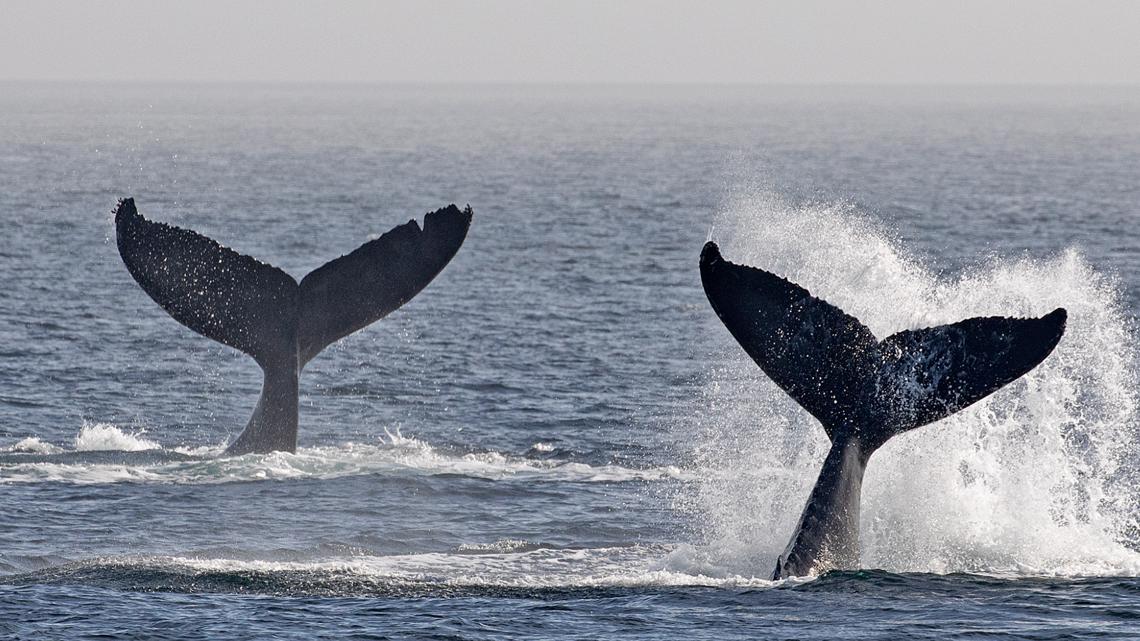 Record-breaking baby boom for humpback whales | king5.com