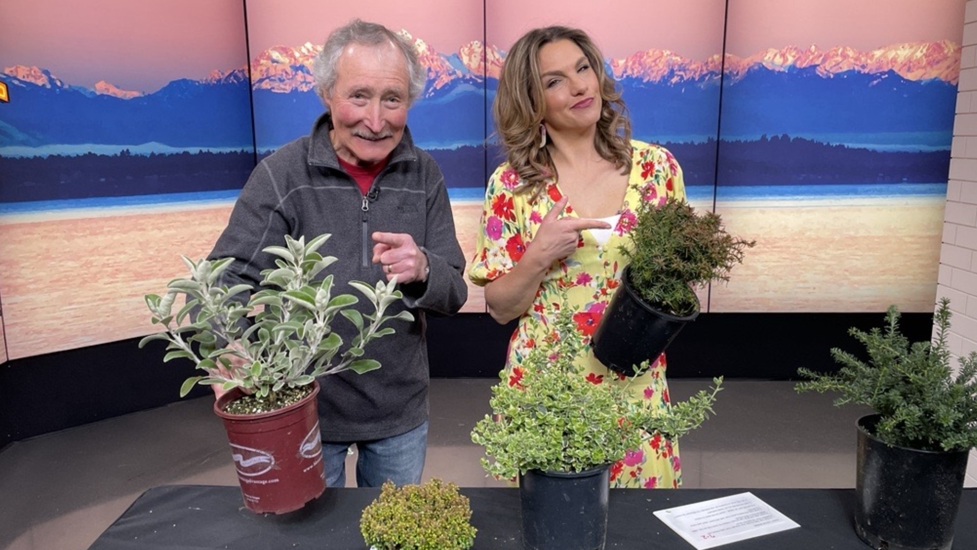 Master gardener Ciscoe Morris says it’s time to give up on those shrubs that withered under last year’s heat and replace with tough, attractive options. #newdaynw