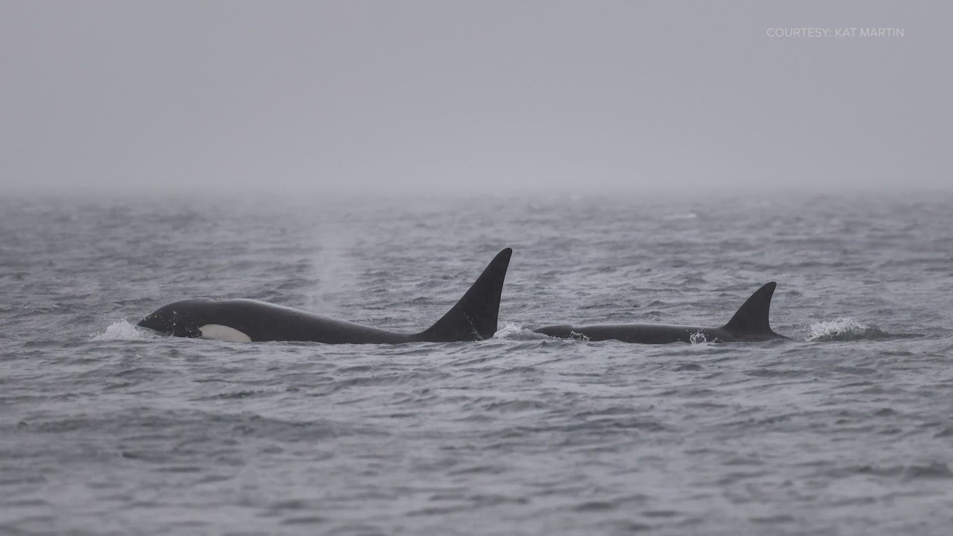 mystery-orcas-seen-in-seattle-likely-from-alaska-king5