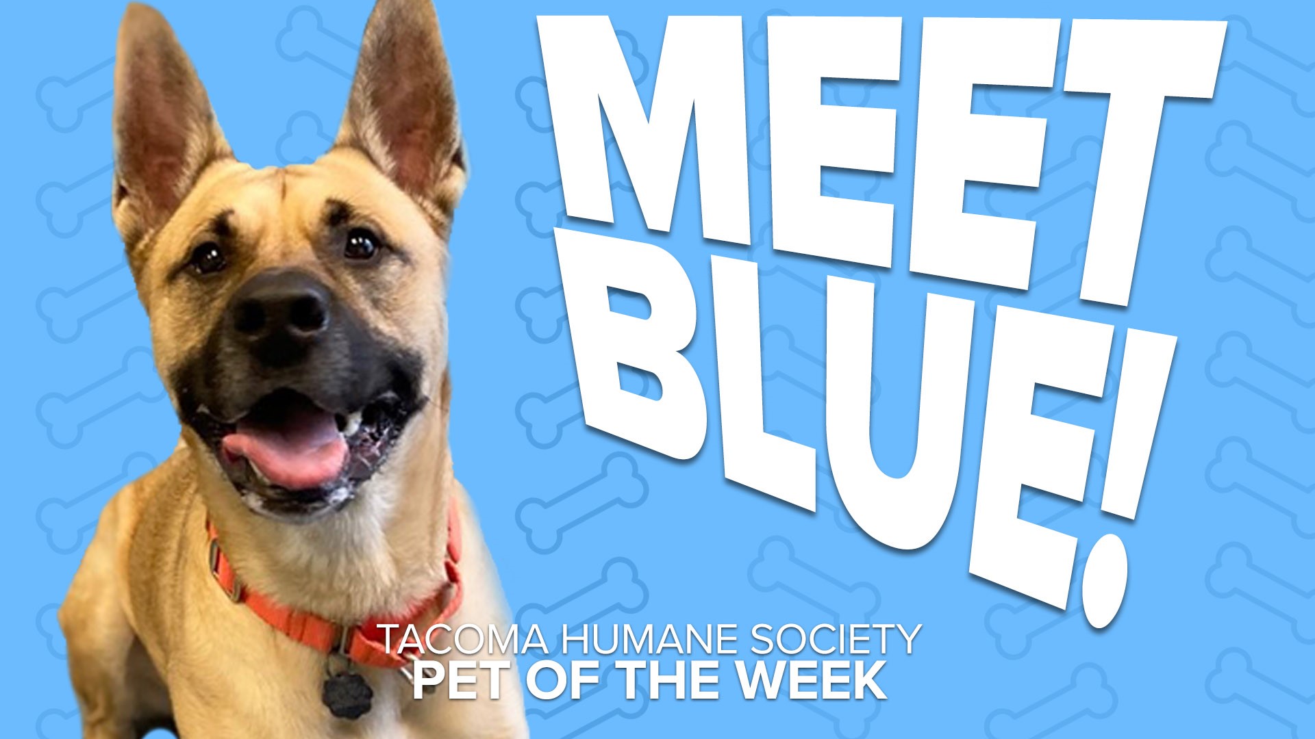 Blue is a loving, energetic, 3-year-old Akita mix
