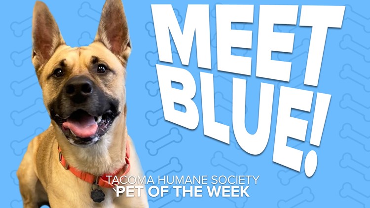 Adoptable Pet of the Week: Blue