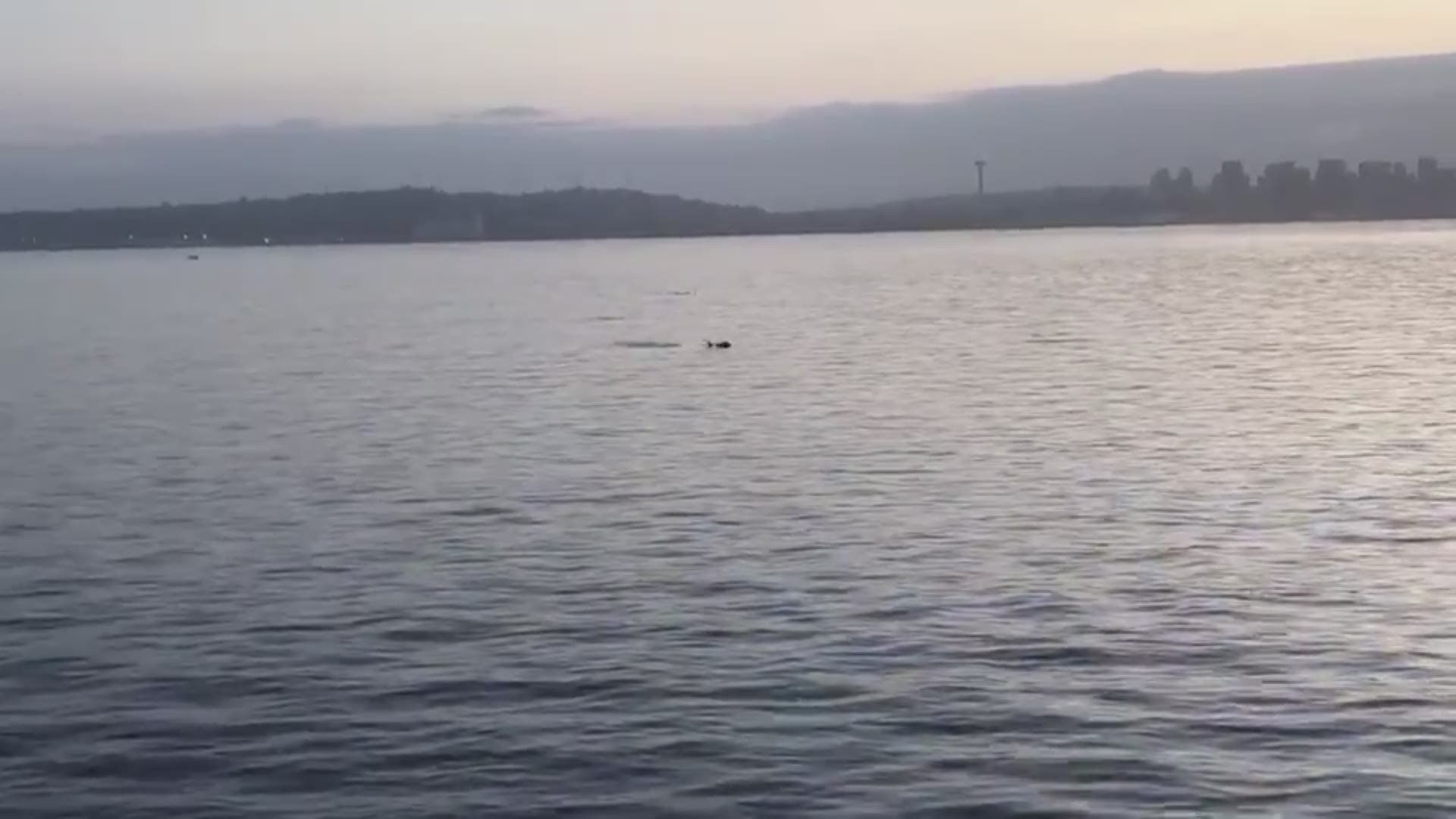 A pod of orcas were spotted in Puget Sound during a ferry trip from Bremerton to Seattle. Video courtesy of Washington State Ferries employee Pamela VanOverbeke.