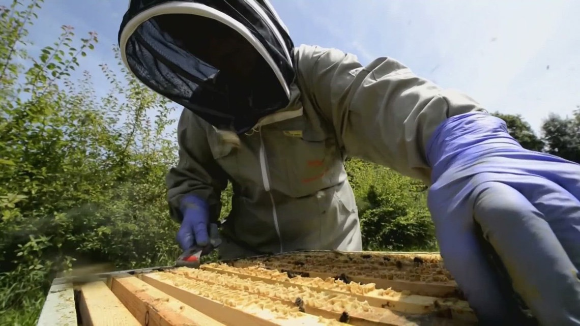 New research efforts in WA reveal new bee species never found before