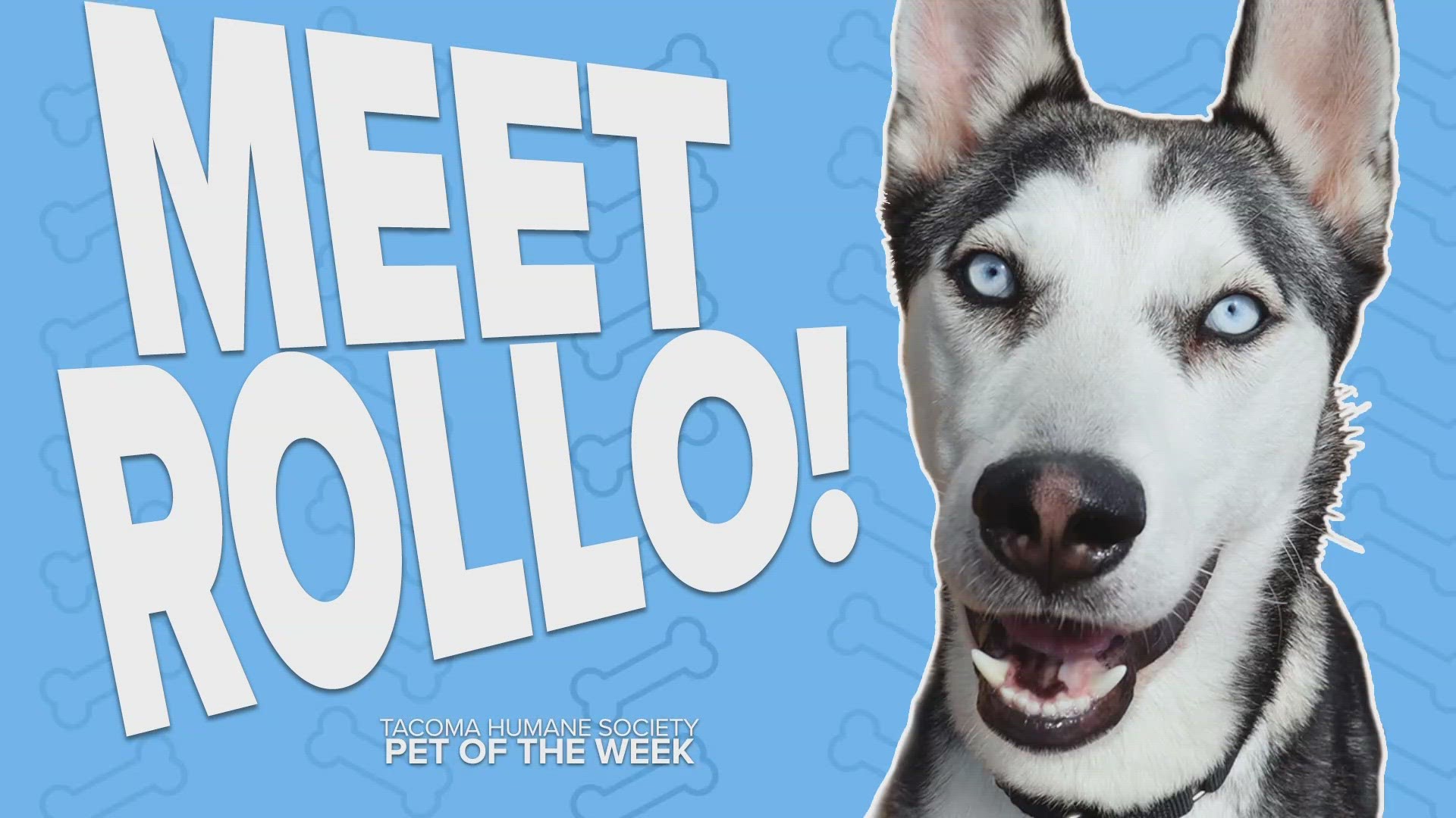 This week's featured adoptable pet is Rollo!