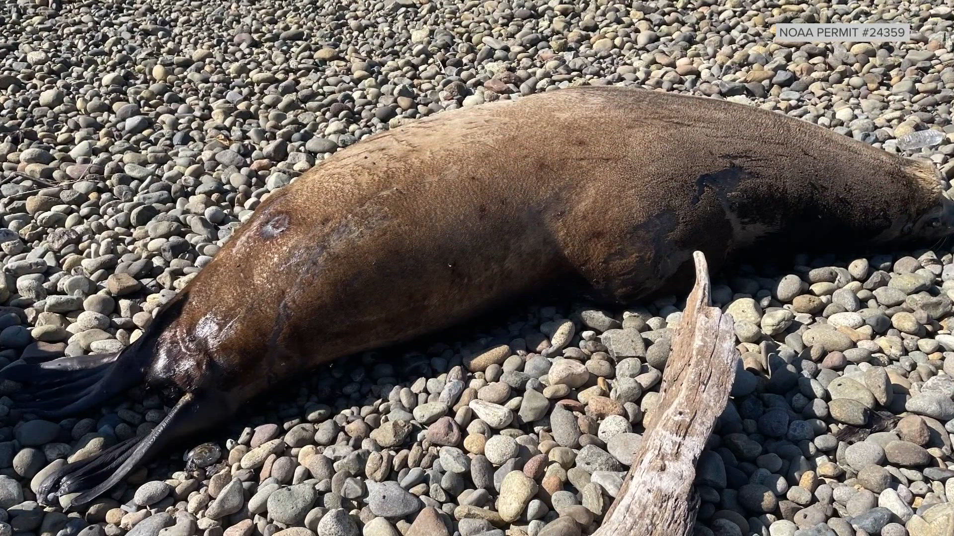 700 pound sealion found dead on West Seattle beach | king5.com