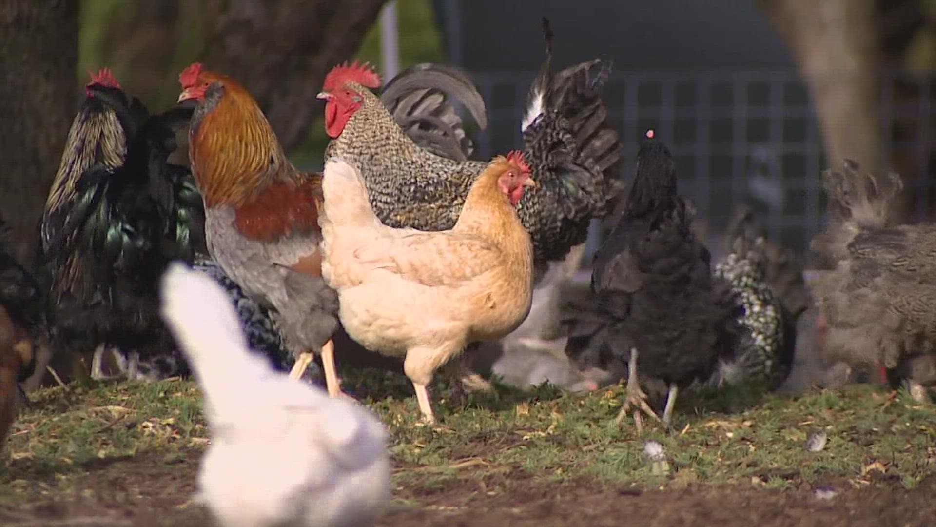 Avian Flu, supply shortages driving up the cost of eggs locally and