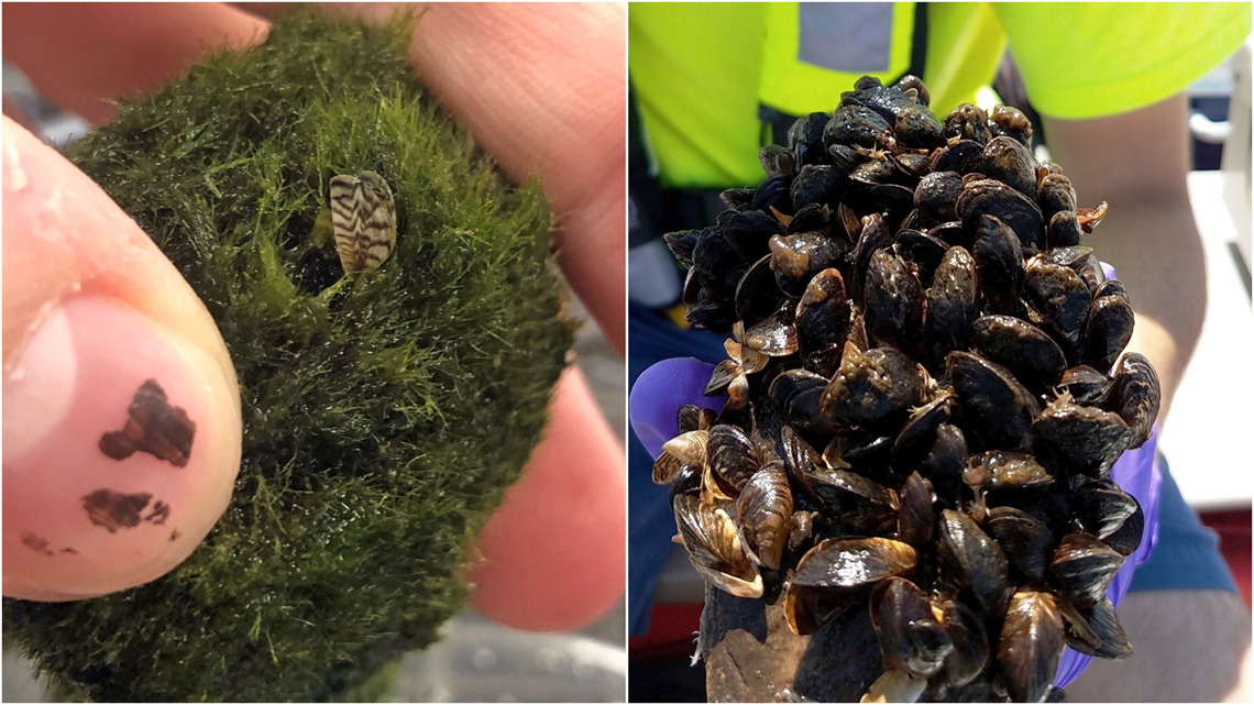 Consumer Alert: Aquarium Moss Balls May Contain Invasive Zebra Mussels -  Sound Rivers