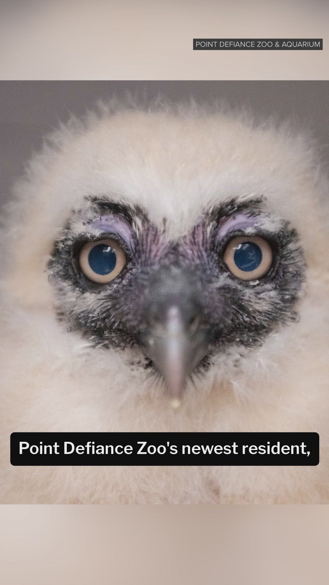 The newest Point Defiance Zoo resident, a baby spectacled owl