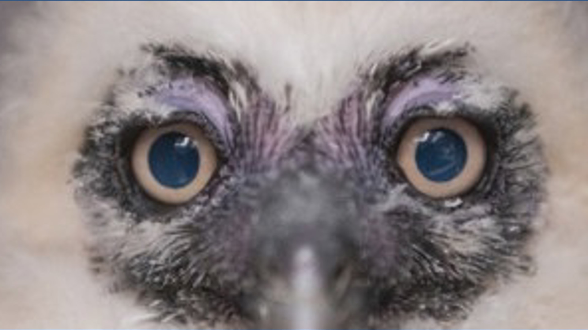 Owl13さま専用ページ The newest Point Defiance Zoo resident, a baby spectacled owl