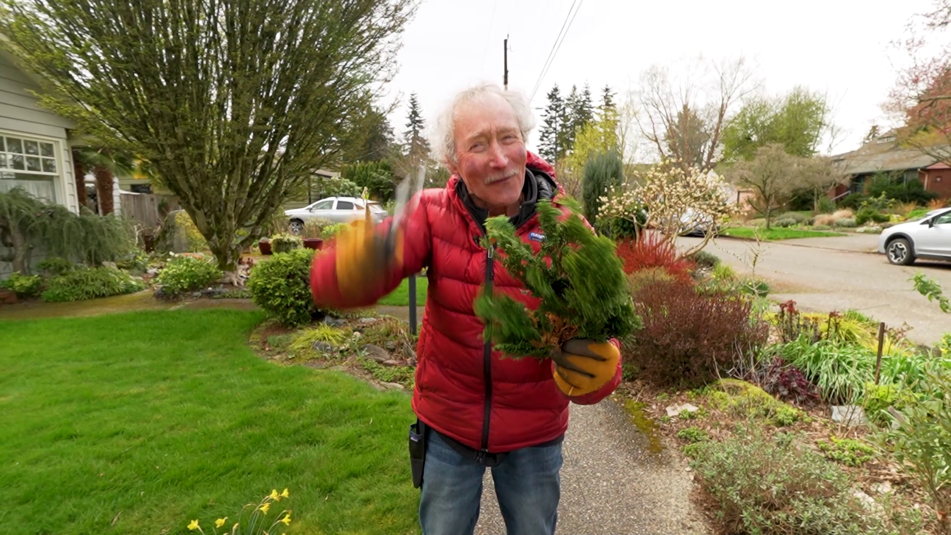 Do this job in spring to keep evergreens compact. #k5evening