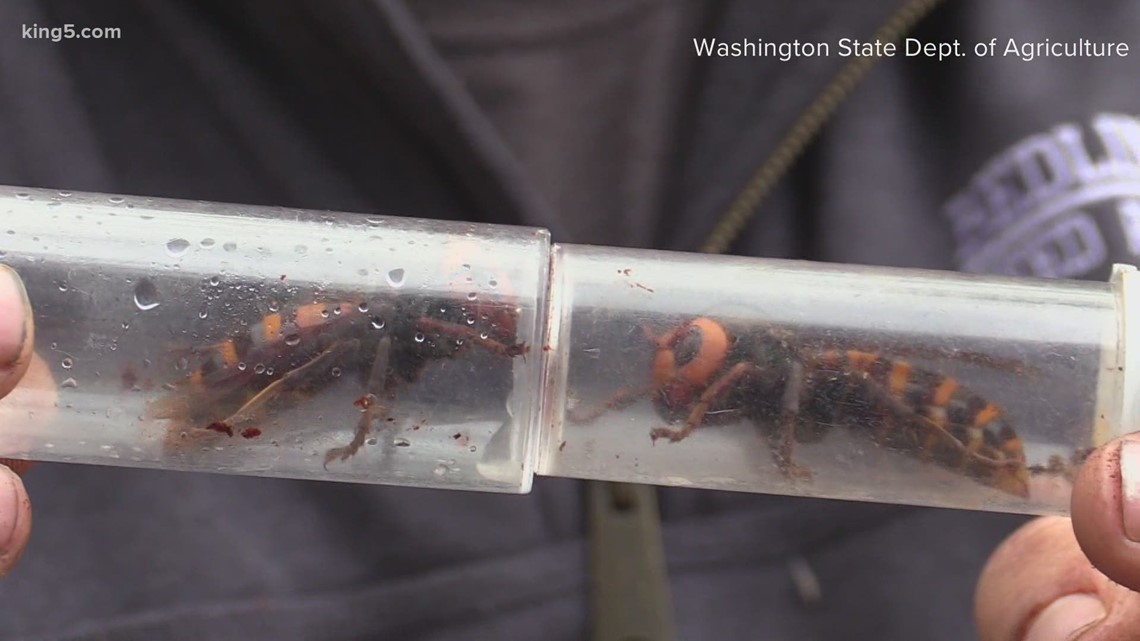 Fake Asian Giant Hornet posters found around Bellingham