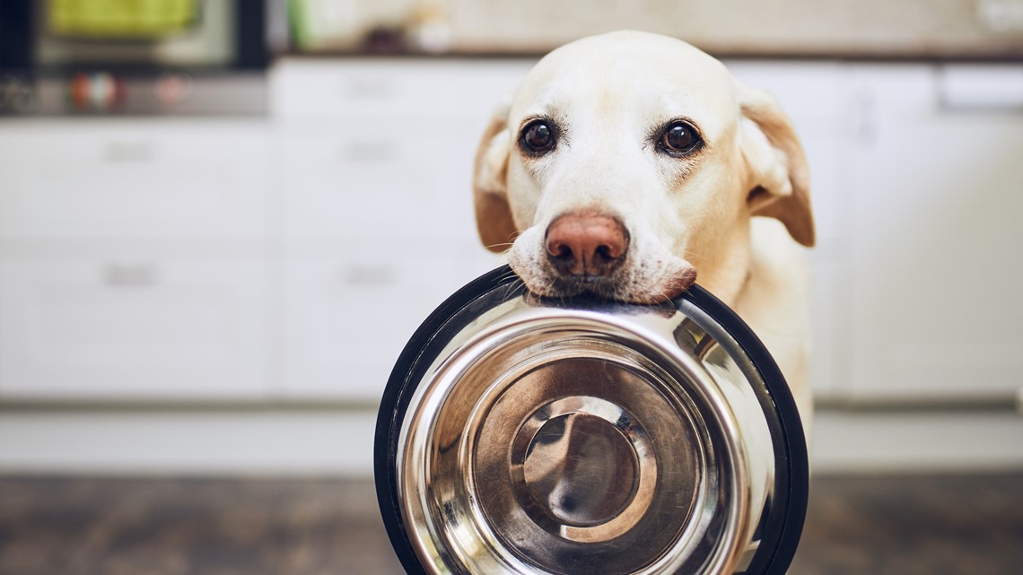 Smellorama: Nose Games for Dogs