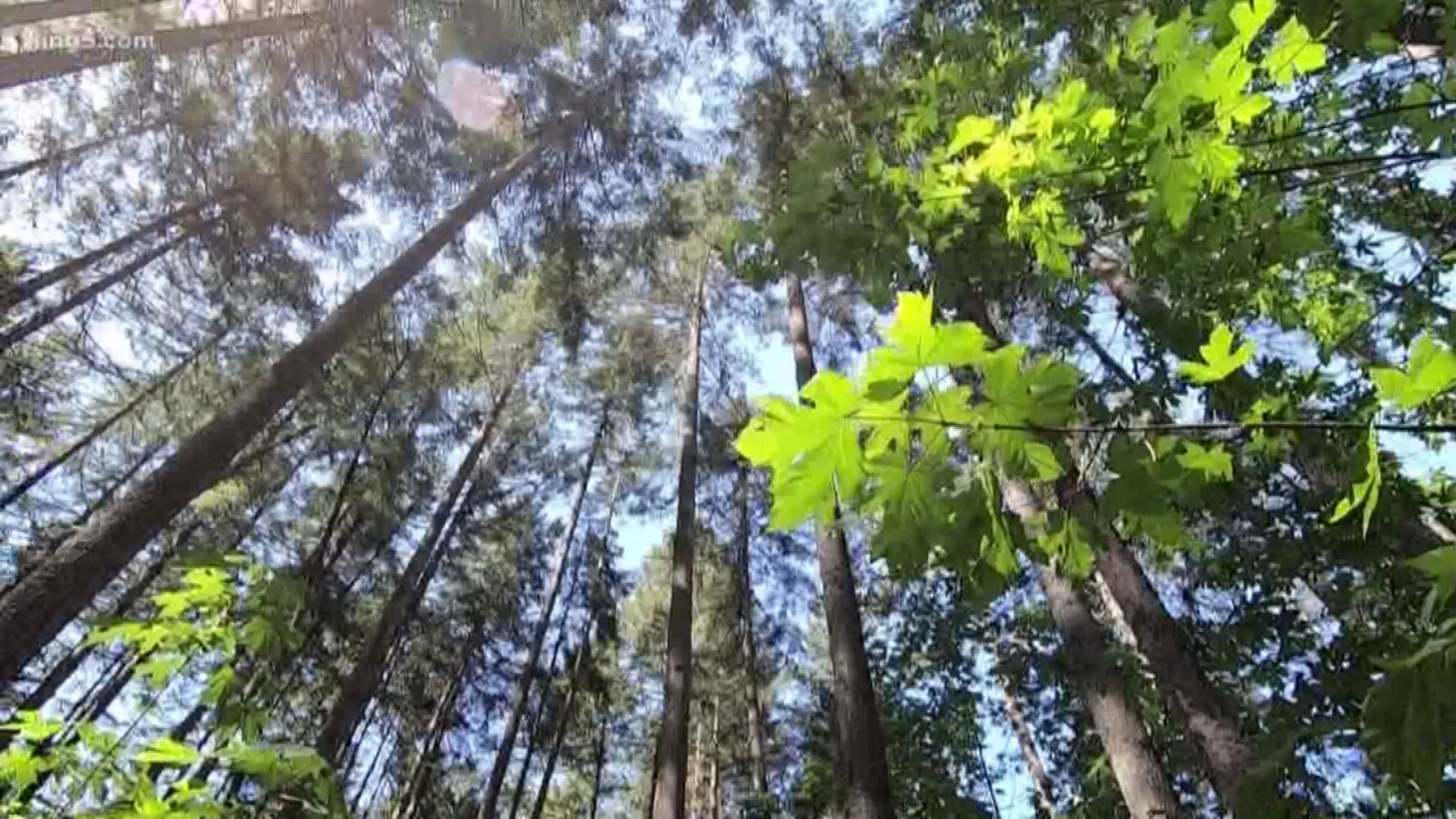 A new King County program aims to save forests, by partnering with businesses that want to reduce their carbon footprints. The effort has already helped preserve woods on the Eastside. KING 5's Ted Land has more from Cougar Mountain Regional Wildland Park.