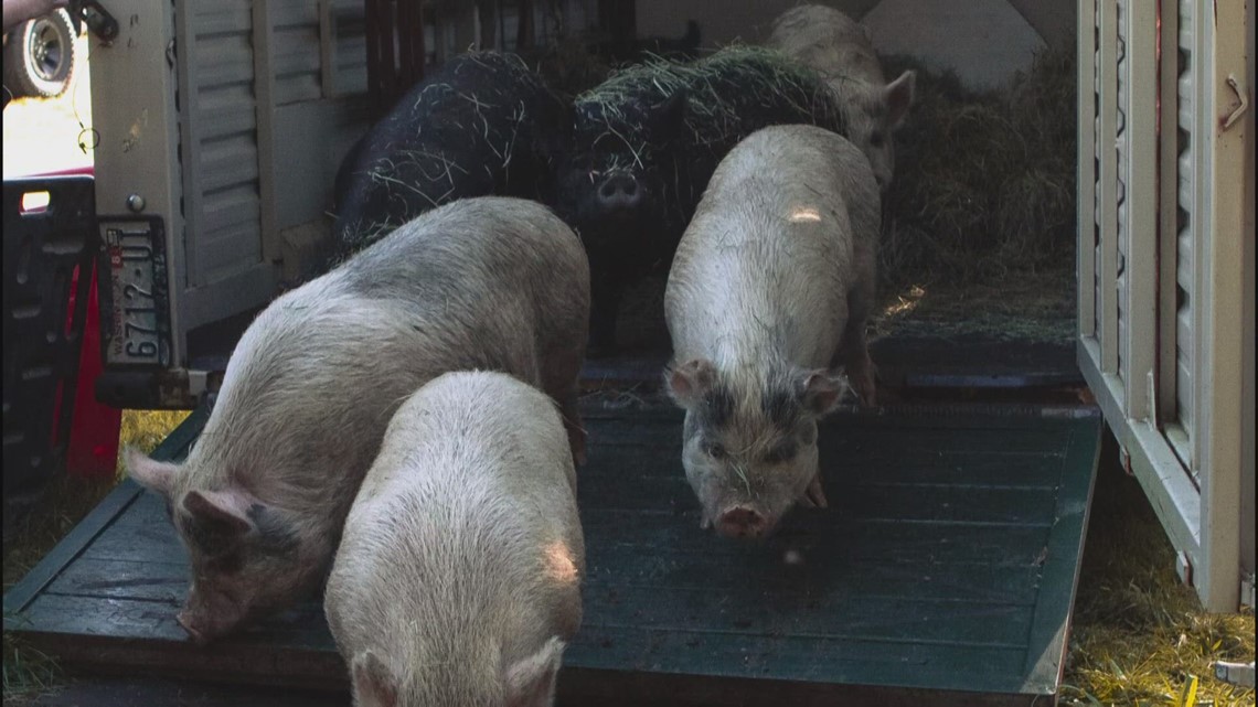 9 pigs rescued from domestic violence situation need homes; highlights need for victims, their pets