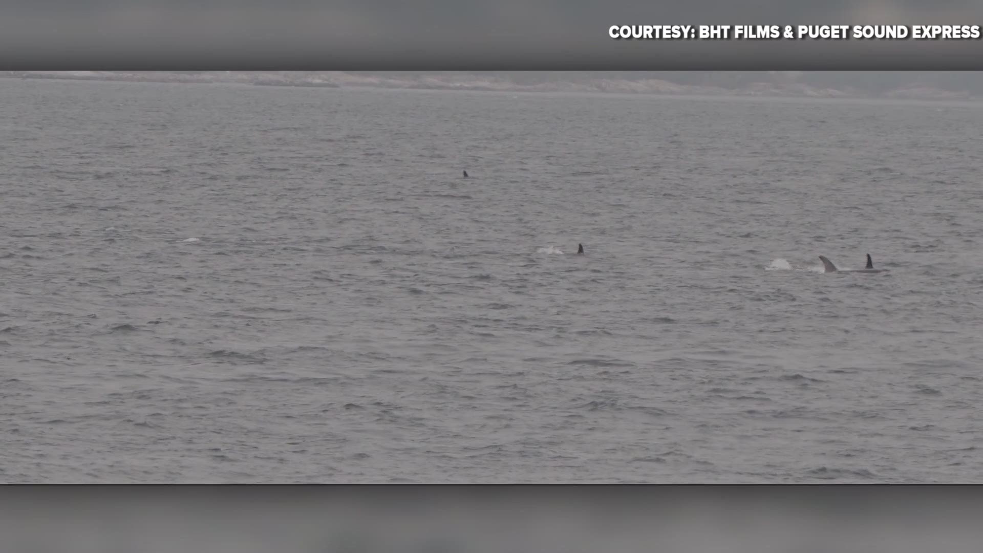 A group of whale watchers saw a rare moment when three Southern Resident orca pods came together Thursday near Victoria, B.C.