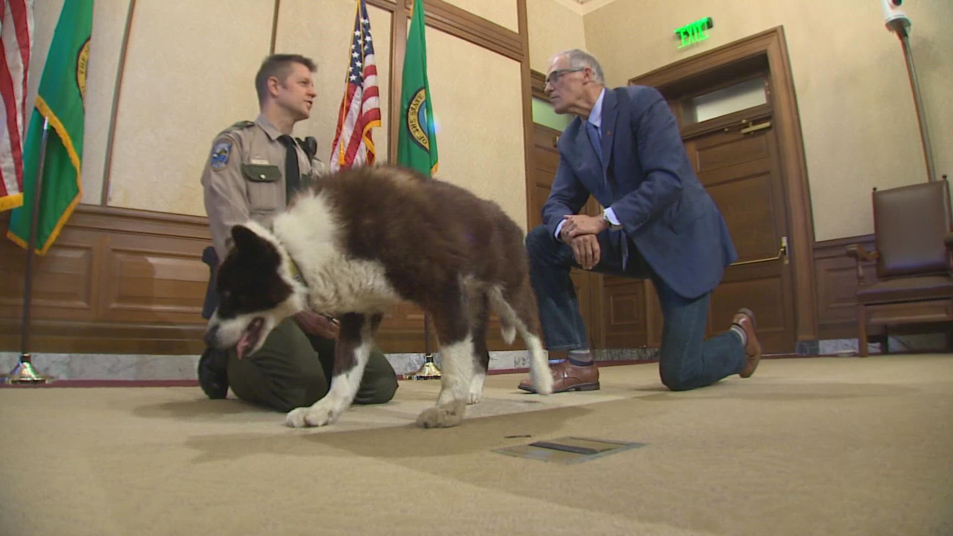 K9 Colter, a Karelian bear dog, has served the Washington State Department of Fish and Wildlife for 14 years.