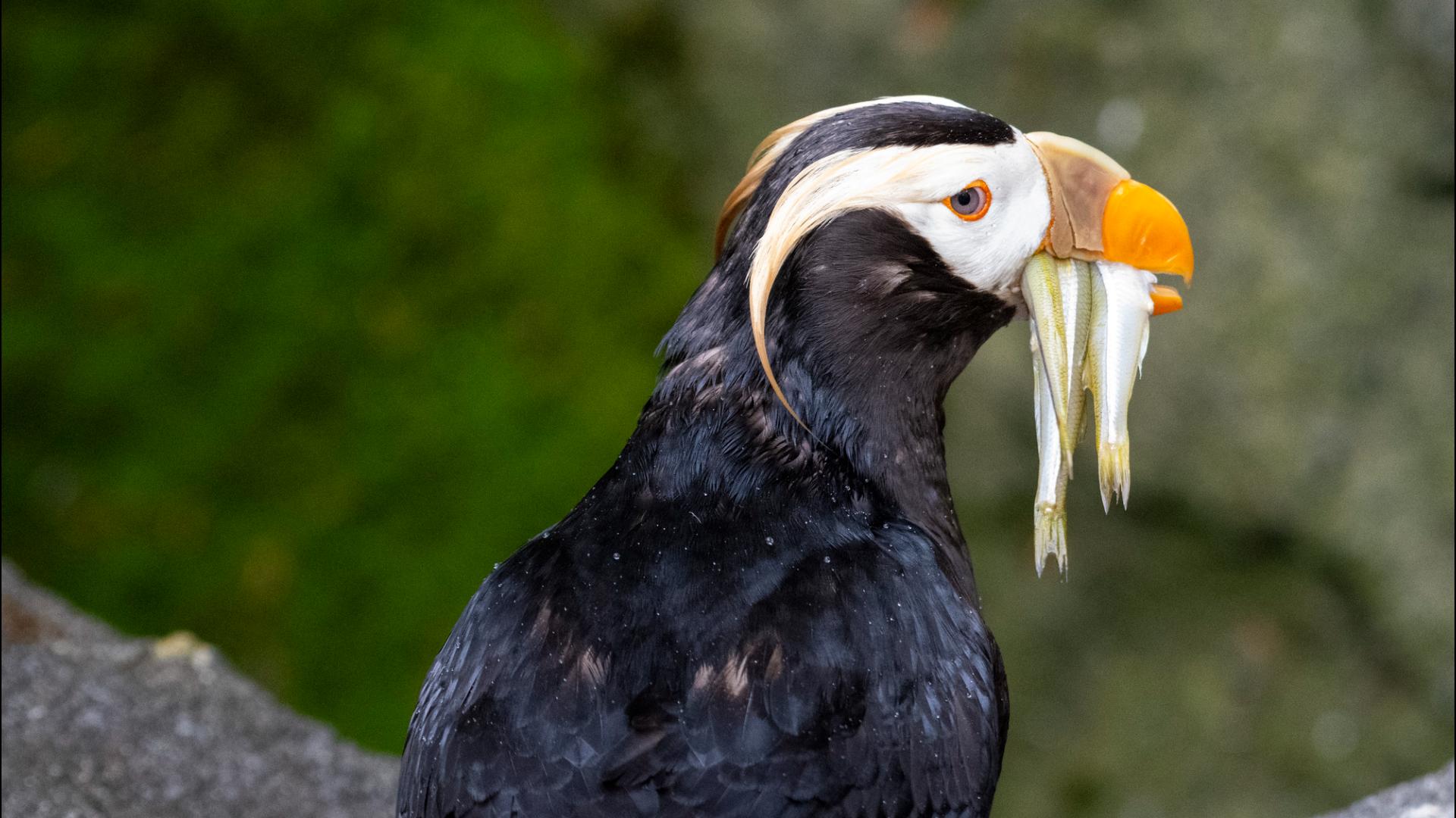 Fbc Defiance Point Defiance Zoo temporarily closes puffin habitat after 3 bird ...