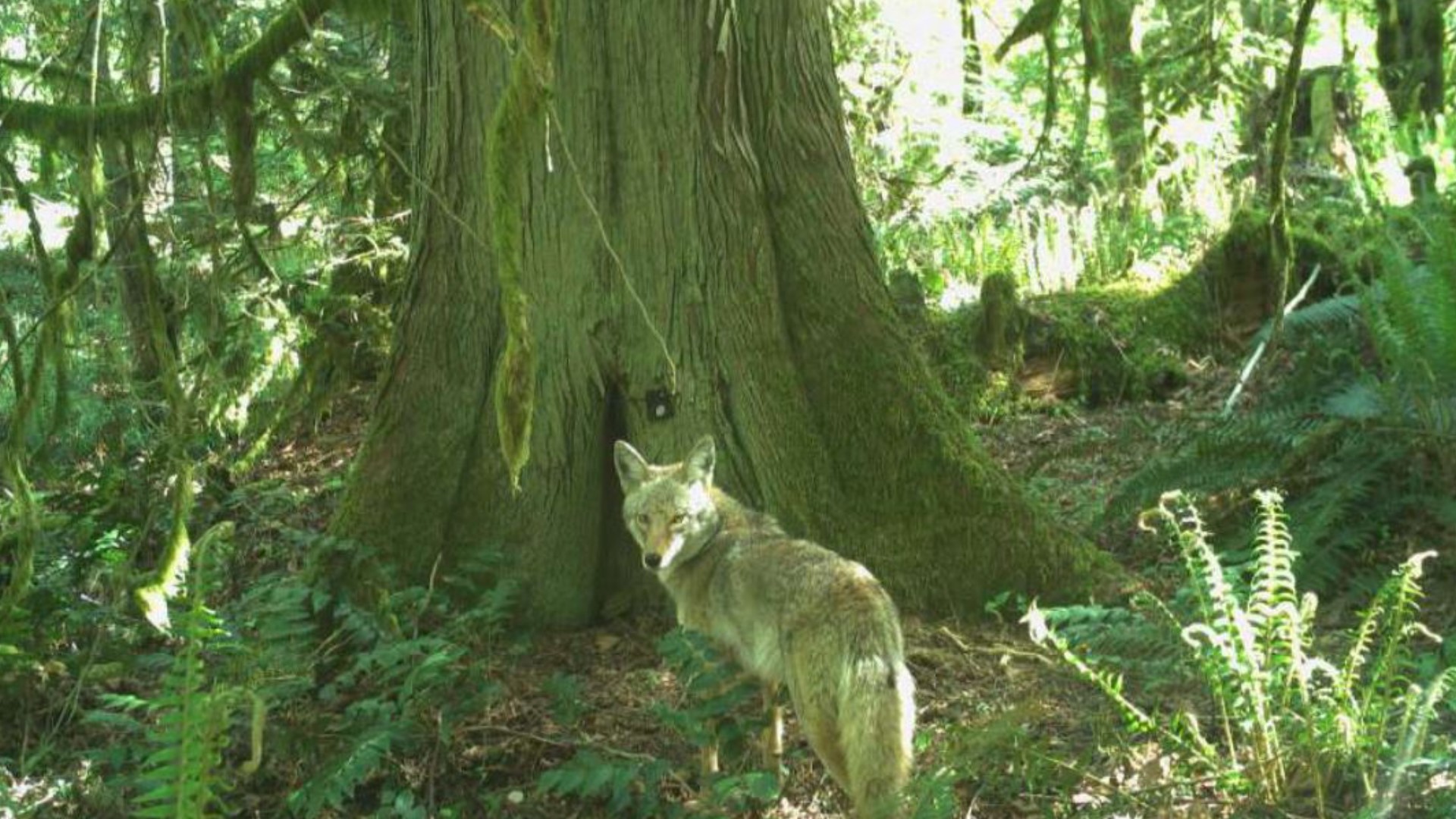 Explore Issaquah's wild side with a new app from Woodland Park Zoo.
