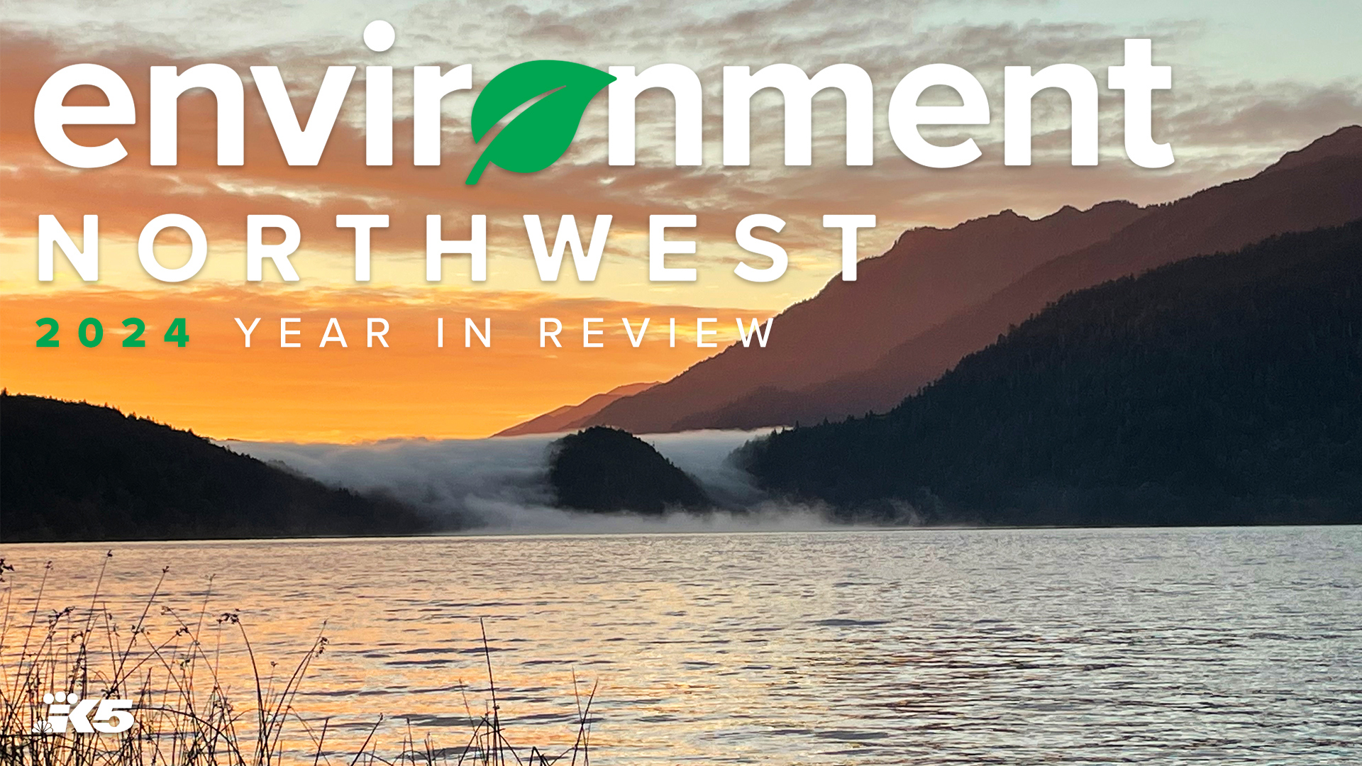 Our Environment Northwest team shares the biggest stories of 2024, including efforts to save endangered orcas and plans to reintroduce grizzlies in the Cascades.