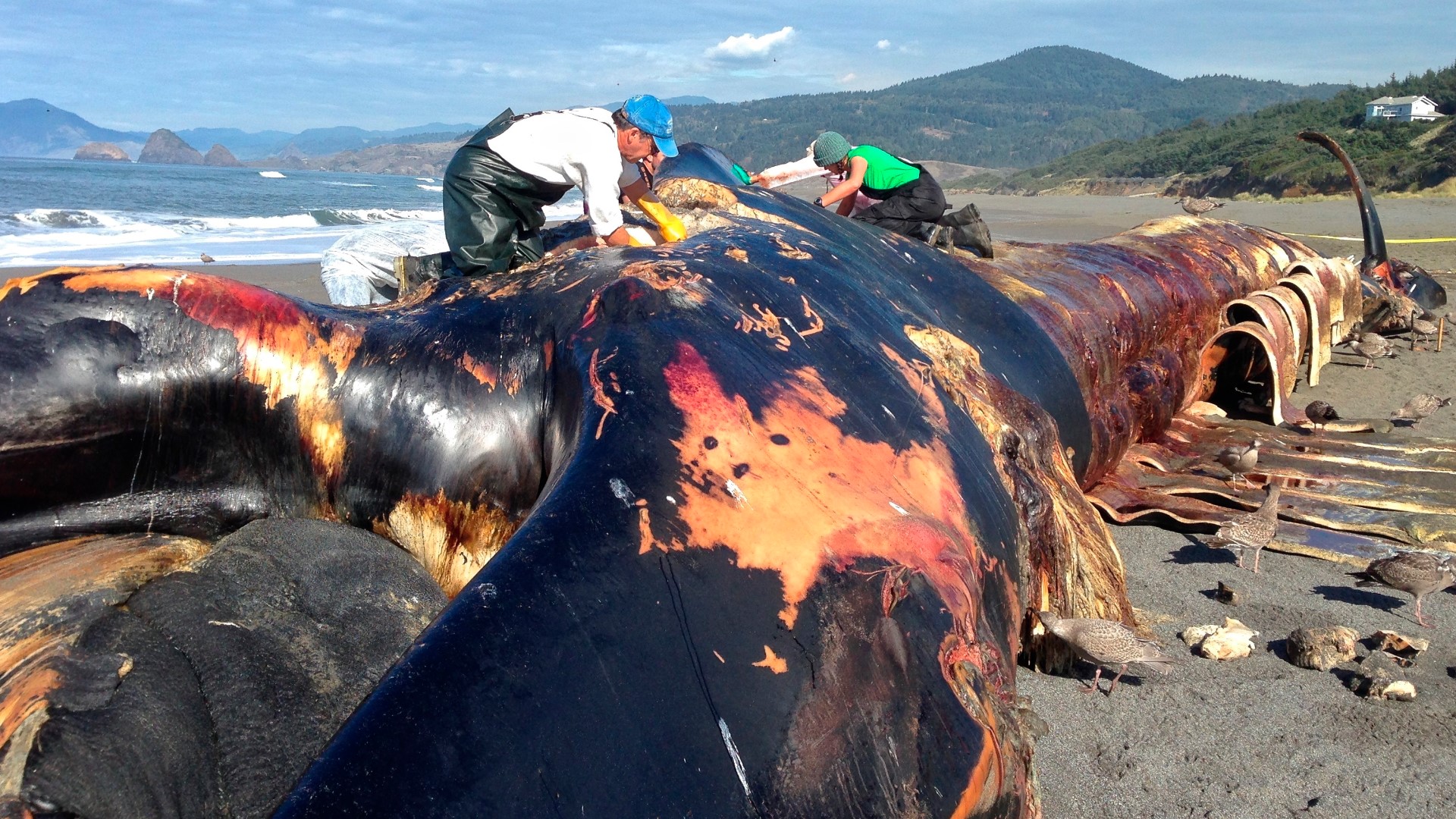 A rare instance of a blue whale carcass washing up on Oregon shores is exciting scientists.