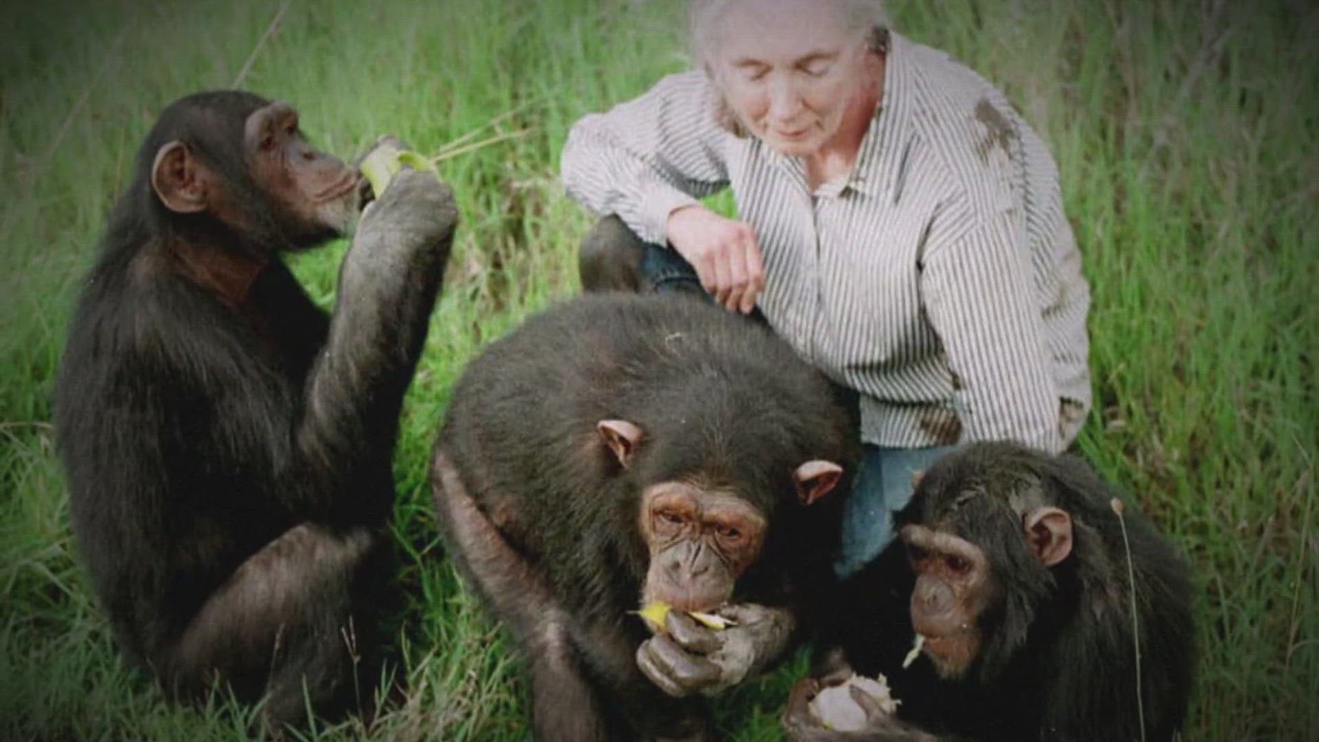 Jane Good Rip Conservationist Jane Goodall dies | king5.com