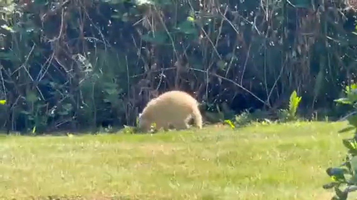 My albino raccoon | king5.com