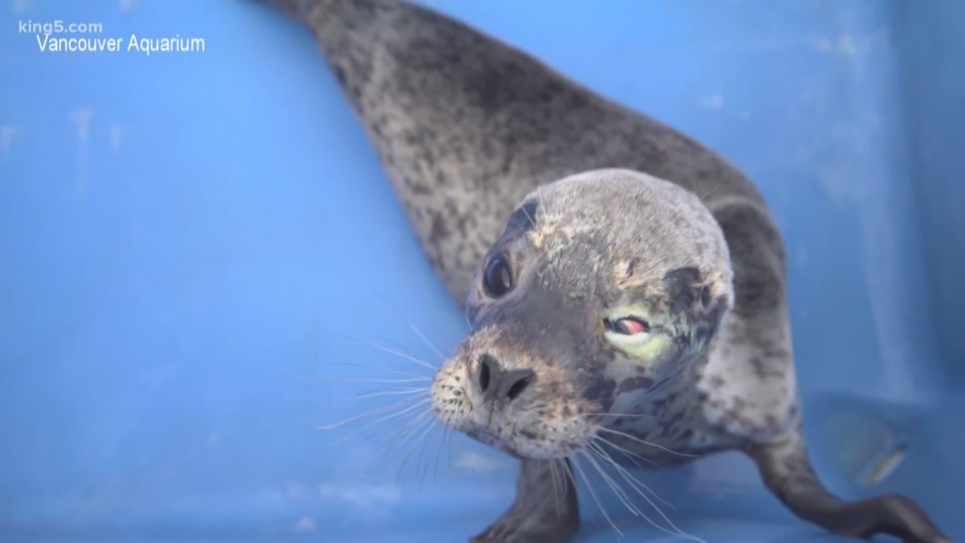 A young harbor seal is recovering at the Vancouver Aquarium after she was found stranded with birdshot pellets in her head. KING 5 Environmental Reporter Alison Morrow shows us why veterinarians say she's another example of an injury they are seeing far too often.