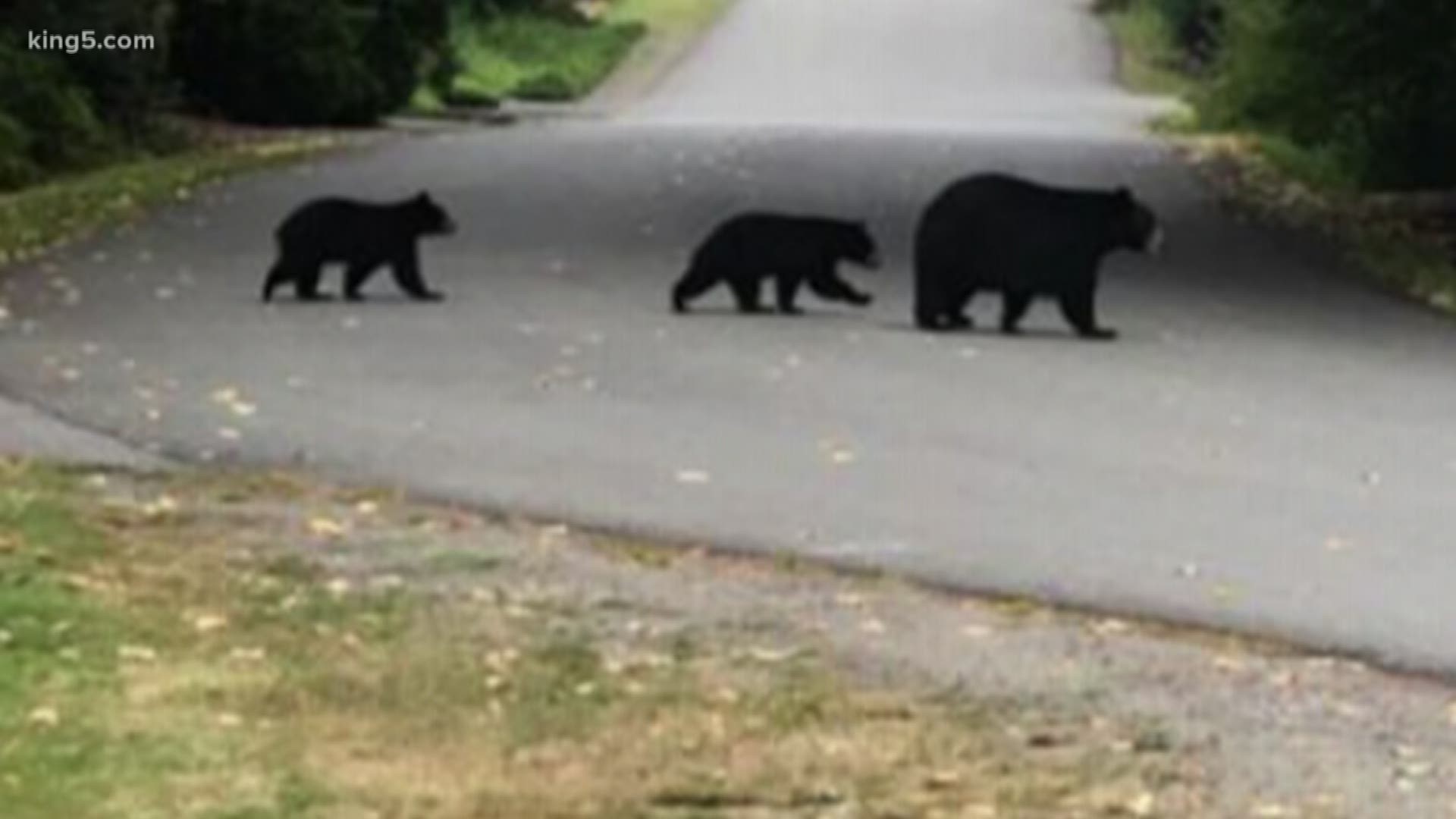 In less than two weeks, the Woodland Park Zoo has received 700 reports of carnivores roaming around the Puget Sound region. The zoo is asking the public to submit sightings for research.