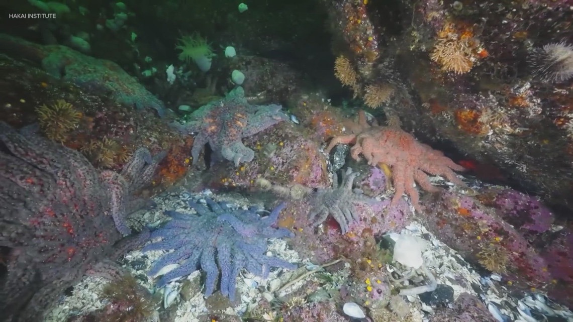 Mystery solved: Scientists pinpoint bacteria behind sea star die-off on West Coast - KING5.com