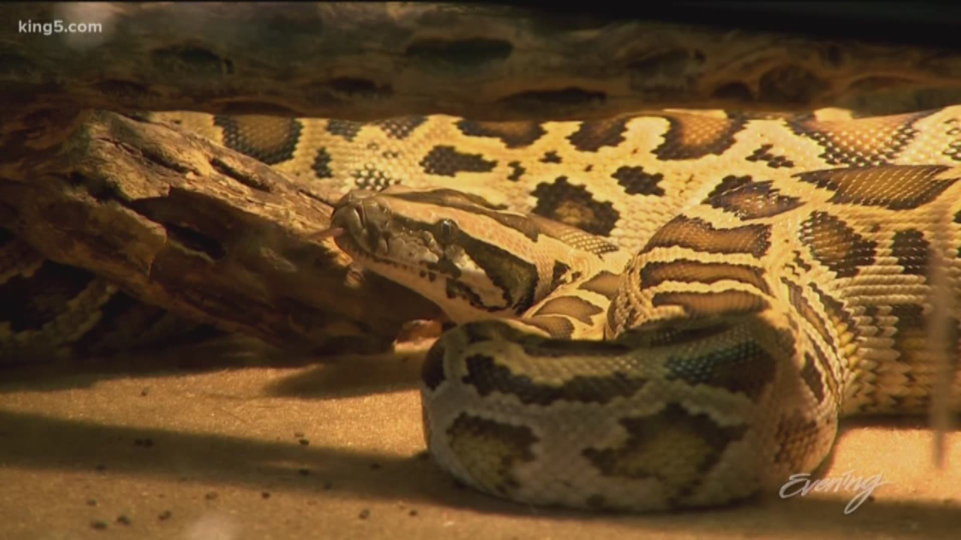 A family business since 1975, the first Pet Works opened in 1975 in Longview, WA.  Now there's three.  Everybody says when you visit you have to meet Shane.  He's the reptile expert there.