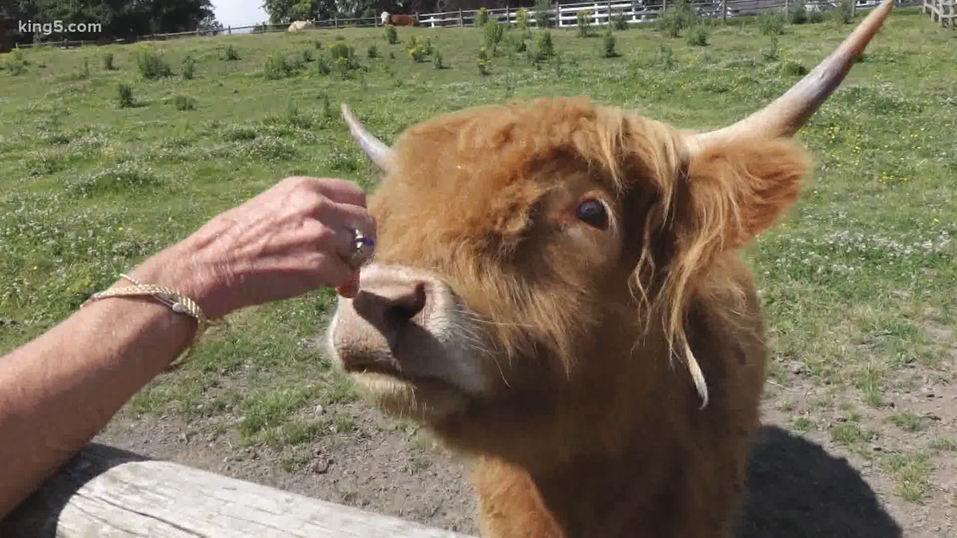 The Sammamish Animal Sanctuary welcomes volunteers and visitors and offers a summer camp program.