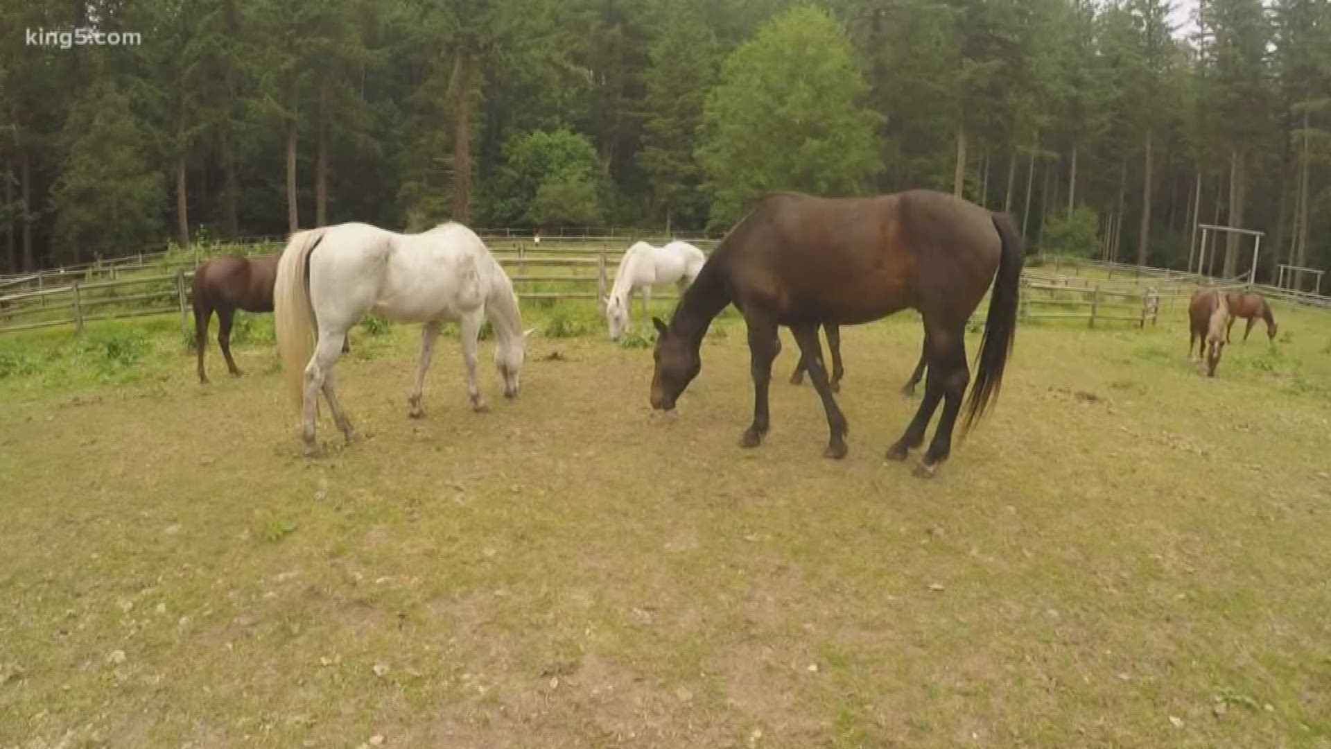 Sick horses have forced the Girl Scouts of Western Washington to cancel months of horse camp programs. KING 5's Alison Morrow shows us why the organization is so concerned about their horse herd, and the young scouts who depend on them.