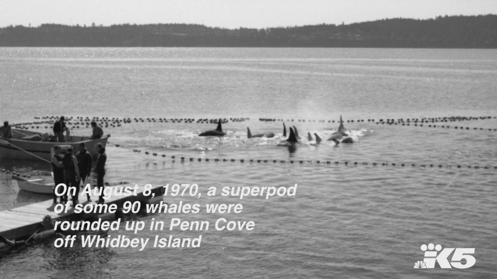 On August 8, 1970, some 90 orcas were rounded up in Penn Cove. Six were captured and sent to marine parks. Another five were killed in the process.