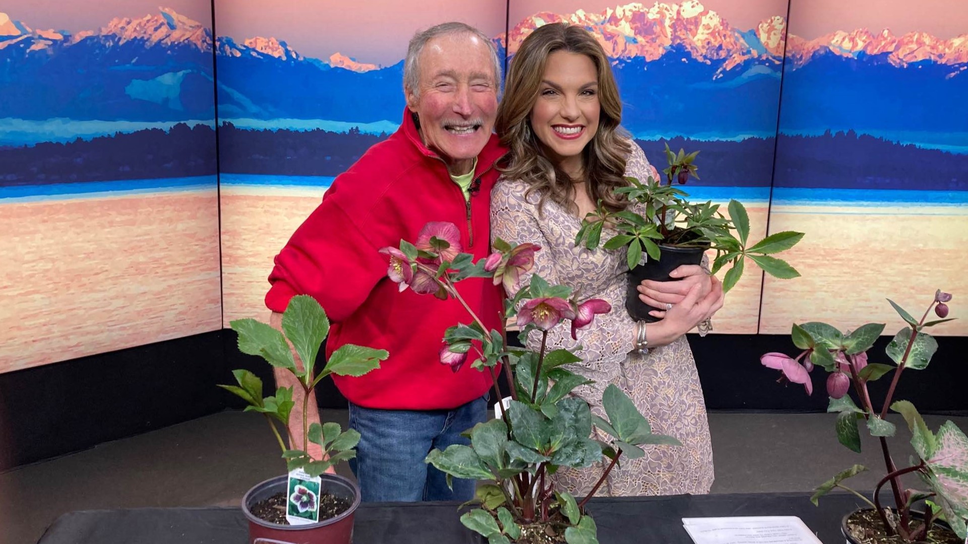 Master gardener Ciscoe Morris says hellebores are drought tolerant and pest free — even the deer snub them. #newdaynw