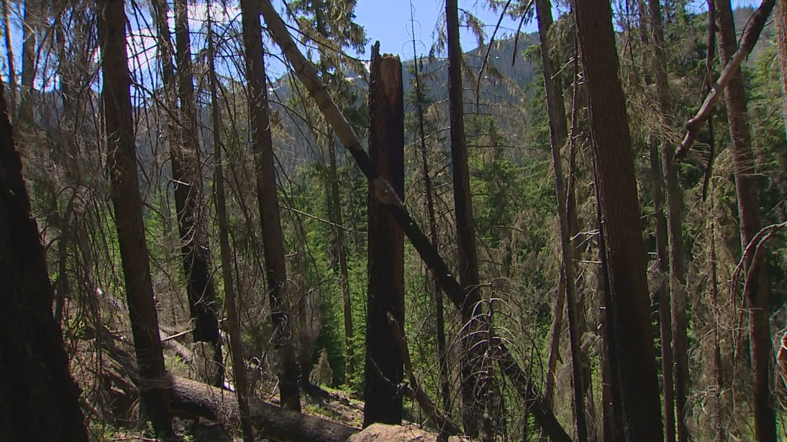 Wildfires could become more common in western Washington; How will forests handle it? - Vimarsana News