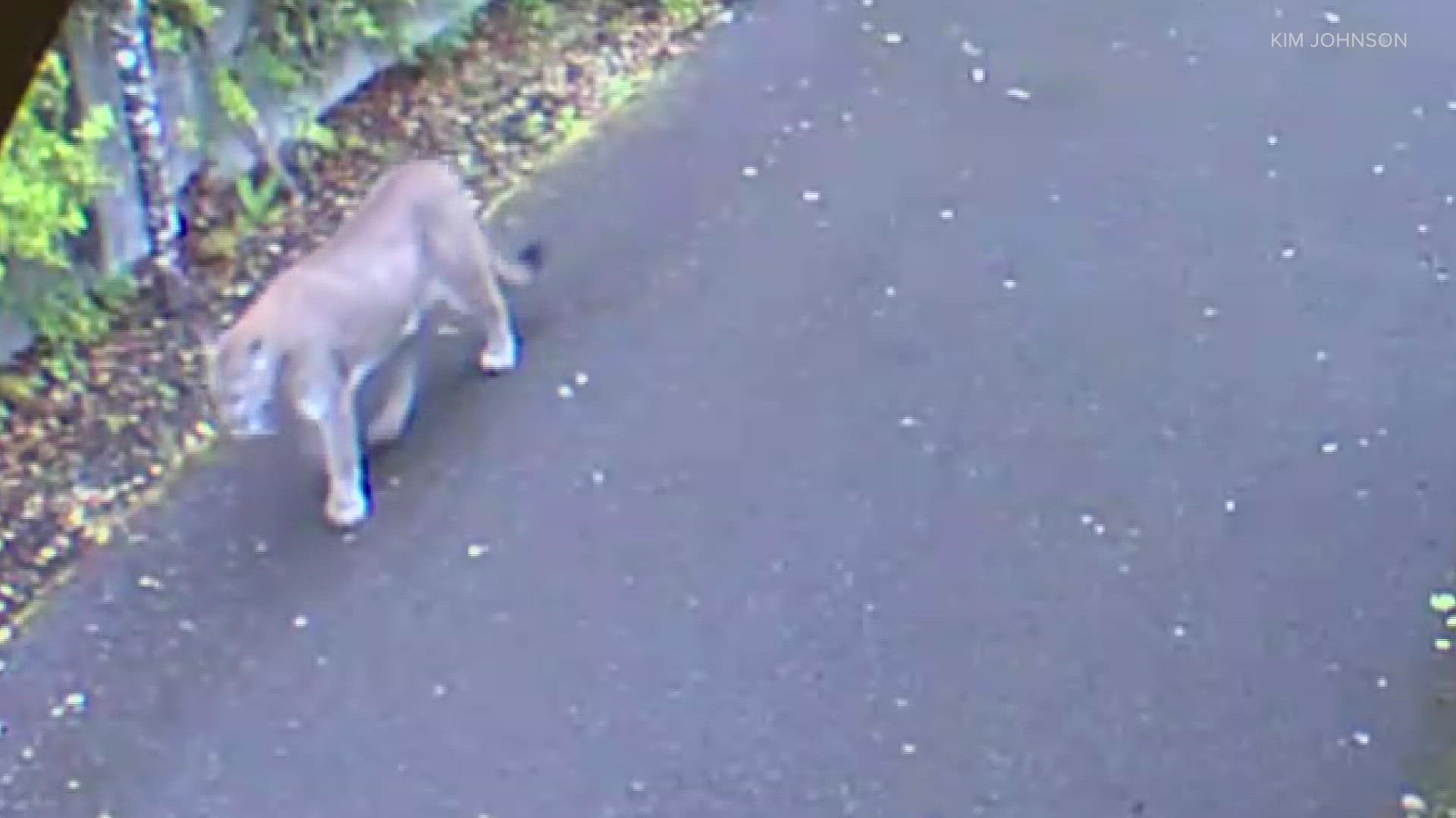 Olympia cougar sighting no cause for alarm, wildlife officials say