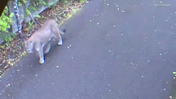 Olympia cougar sighting no cause for alarm, says state