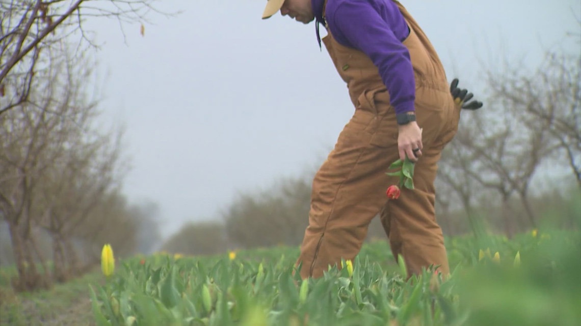 Skagit Valley colorblind tulip farmer's story inspires children's book
