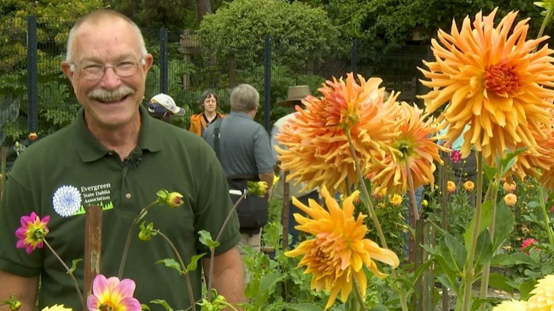 The American Dahlia Society declared Wayne Lobaugh a "Dahlia superstar." It's not a title he takes too seriously. #k5evening