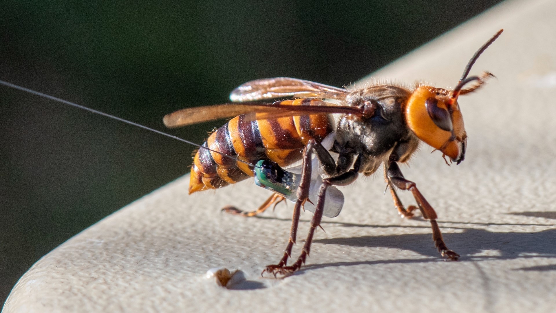 There has not been a confirmed sighting of the northern giant hornet in Washington in three years.