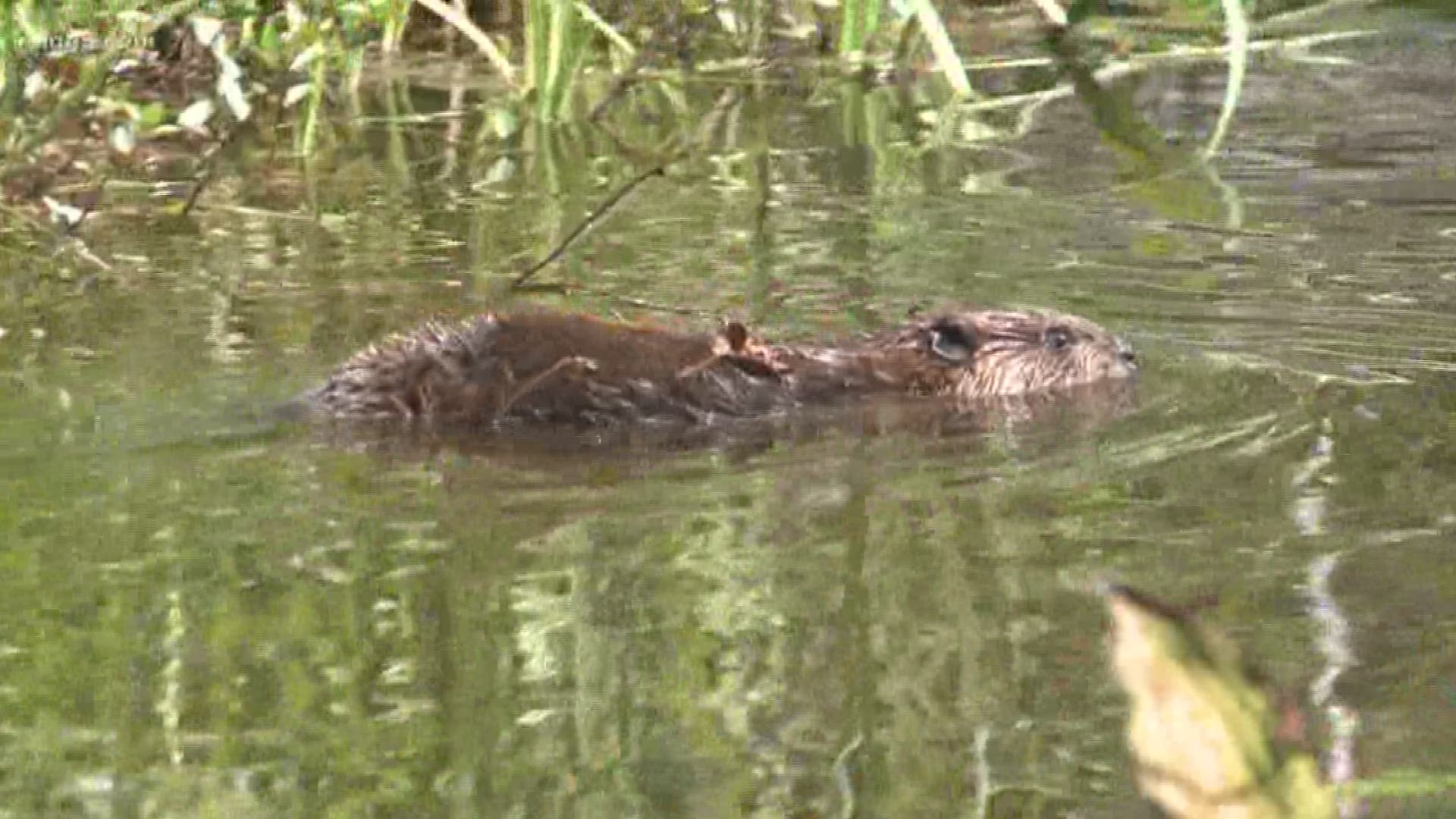 A family of beavers is settling into its new home after being trapped and relocated to help salmon.