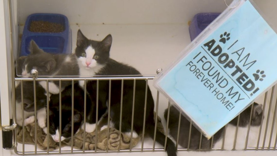 Kitsap Humane Society wins Best Place to Adopt a Furry Friend